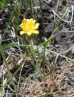 intermountain dandelion thumbnail 2
