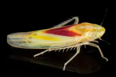 Erythridula victorialis thumbnail 1