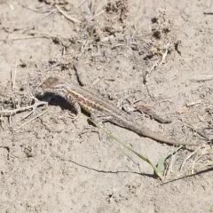 Common Sagebrush Lizard thumbnail 2
