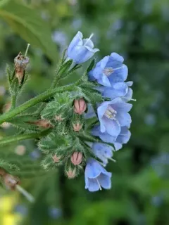 Rough Comfrey thumbnail 3