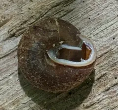 Upland Pillsnail thumbnail 2