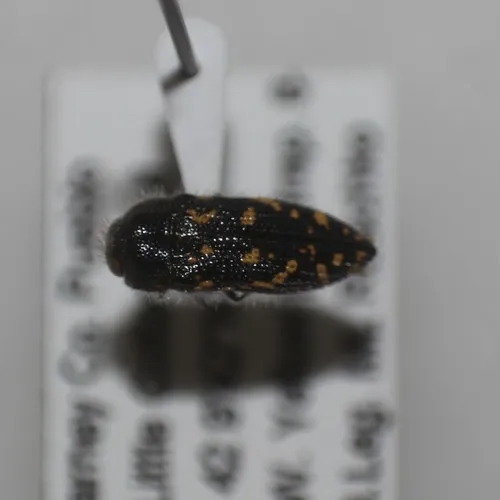 Acmaeodera bishopiana