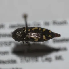 Acmaeodera connexa thumbnail 3