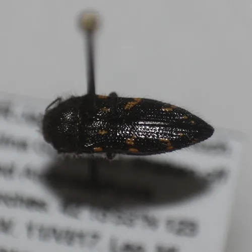 Acmaeodera dolorosa