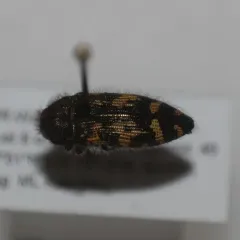 Acmaeodera idahoensis thumbnail 3