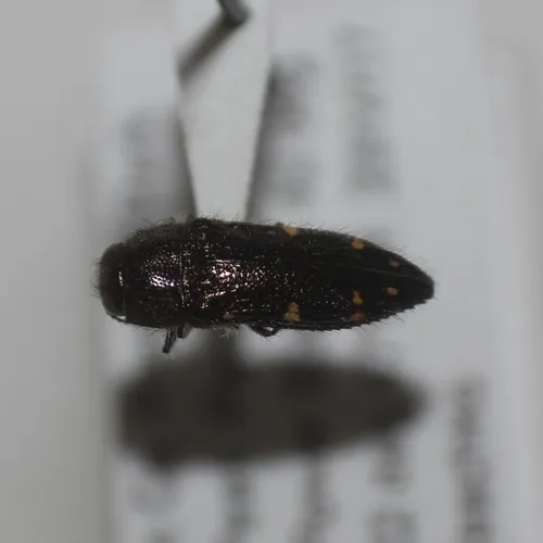 Acmaeodera nexa