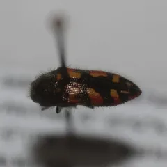 Bitterbrush Jewel Beetle thumbnail 2