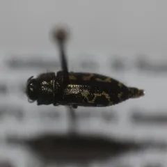 Acmaeodera retifera thumbnail 3