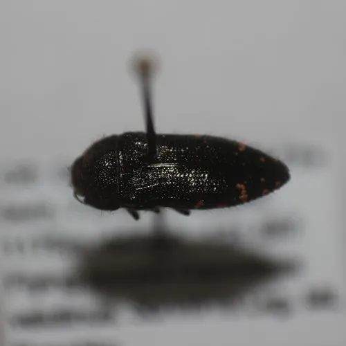 Acmaeodera vandykei