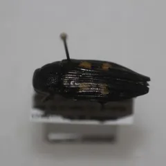 Buprestis laeviventris thumbnail 2
