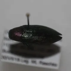 Buprestis connexa thumbnail 4