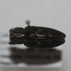 Spurred Metallic Wood-borer thumbnail 3