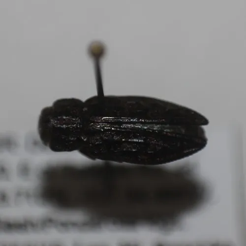 Chrysobothris leechi