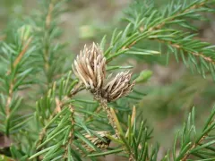 Ragged Spruce Gall Adelgid thumbnail 2