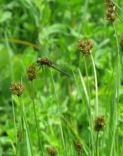 starry broomsedge