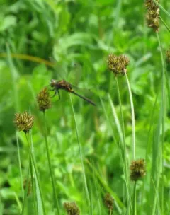 starry broomsedge thumbnail 1