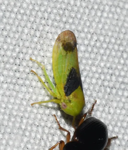 Macropsis osborni