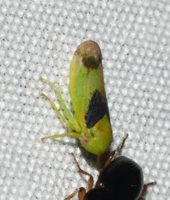 Macropsis osborni thumbnail 1