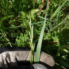Pumpelly's Bromegrass thumbnail 2