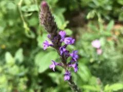 western vervain thumbnail 2