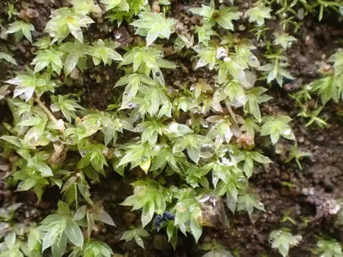 Epipterygium biauritum