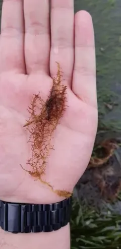 Chondria dasyphylla thumbnail 3