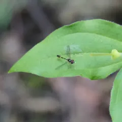 American Dainty thumbnail 3