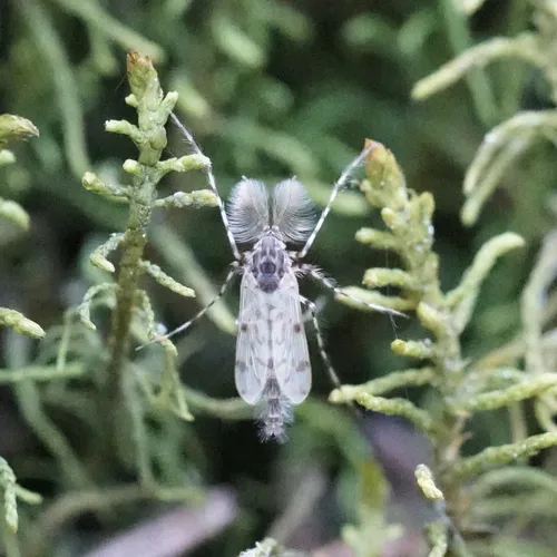 Ablabesmyia pulchripennis