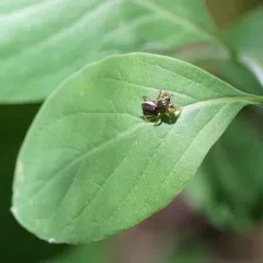 Yellowleg Jumping Spider thumbnail 3