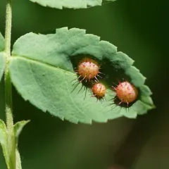 Spiny Leaf Gall Wasp thumbnail 4