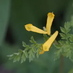 golden corydalis thumbnail 3