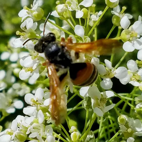 Prunus Miner Bee