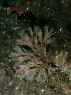 Dendrobeania murrayana thumbnail 2
