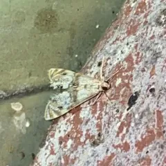 Two-banded Petrophila thumbnail 2