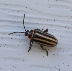 Tall Flea Beetle thumbnail 1