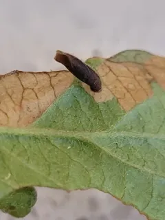 Apple-and-Plum Casebearer Moth thumbnail 2
