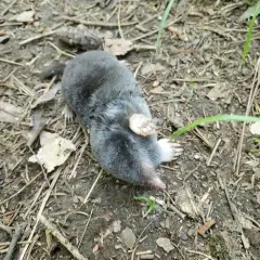Hairy-tailed Mole thumbnail 2