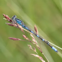 River Bluet thumbnail 4