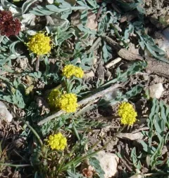 Davis' Springparsley thumbnail 3