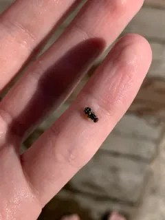 Caloparyphus tetraspilus thumbnail 2