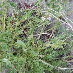 Laxmann's Milkvetch thumbnail 3