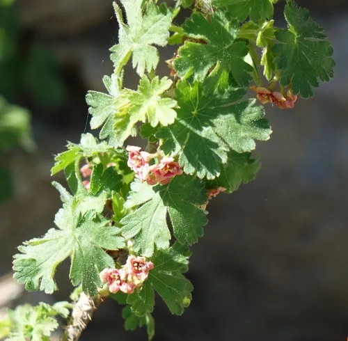 mountain gooseberry
