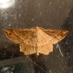 Mottled Euchlaena Moth thumbnail 3