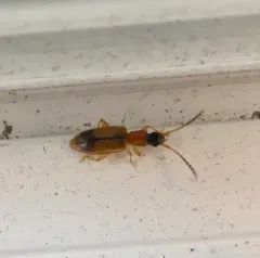 Black-headed Silvanid Beetle thumbnail 2