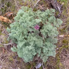 Columbia Desert Parsley thumbnail 2