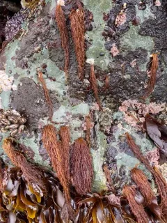 Gloiosiphonia verticillaris thumbnail 4