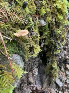 Pseudolaccaria pachyphylla thumbnail 4