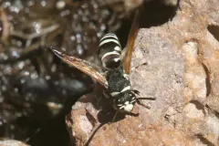 Euodynerus exoglyphus thumbnail 2