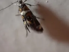 Shaler's Fabiola Moth thumbnail 2
