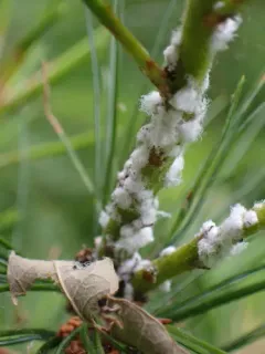 Pine Woolly-aphid thumbnail 2